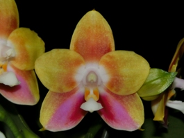 Phalaenopsis Phoenix Canary Super Nova AM/AOS 80 pts.